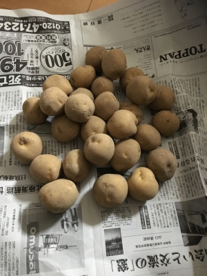家庭で ジャガイモの長期保存法 甘味が増します レシピ 作り方 By 蘭もり 楽天レシピ